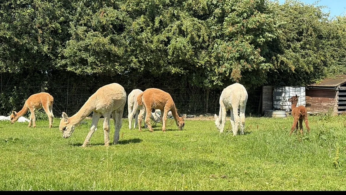 Alpaca females - Image 4