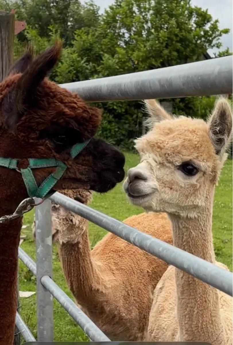 Alpaca females - Image 2