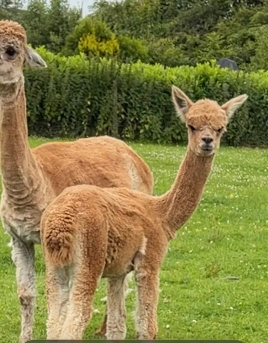 Alpaca females - Image 3