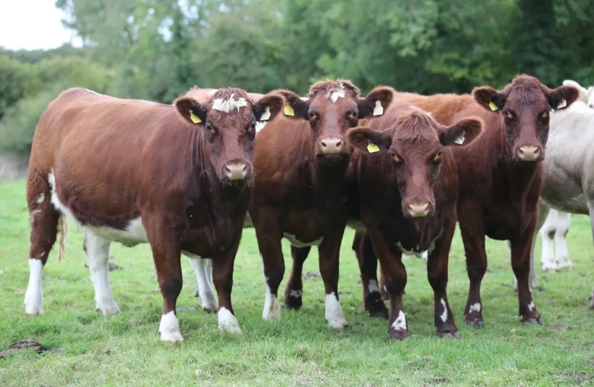 Shannonside Shorthorn Sale - Image 1