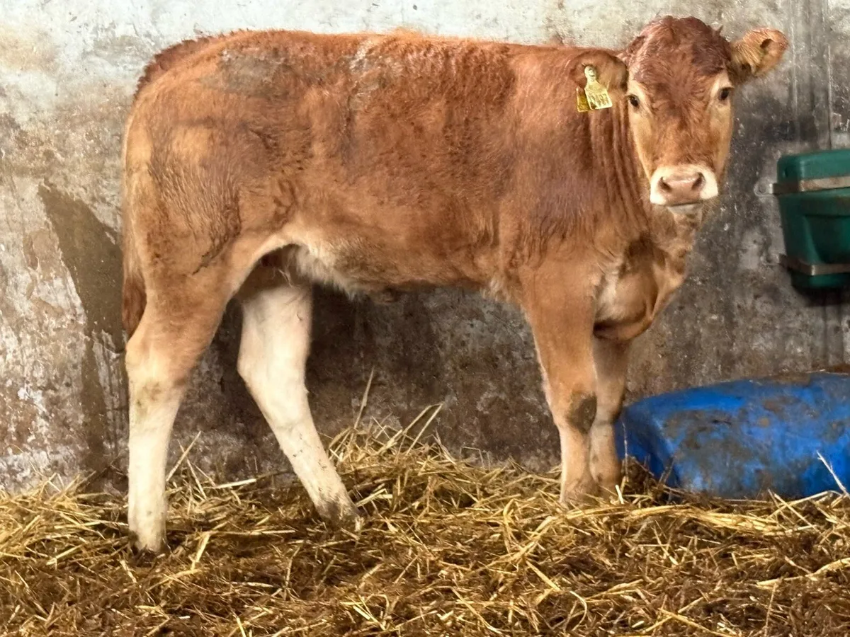 3 super limousine heifer weanlings - Image 2