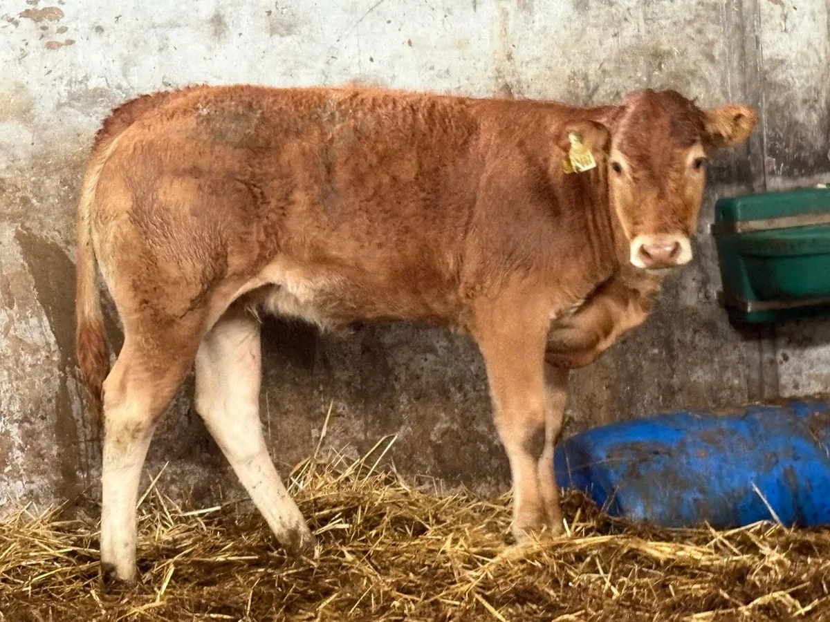 3 super limousine heifer weanlings - Image 3