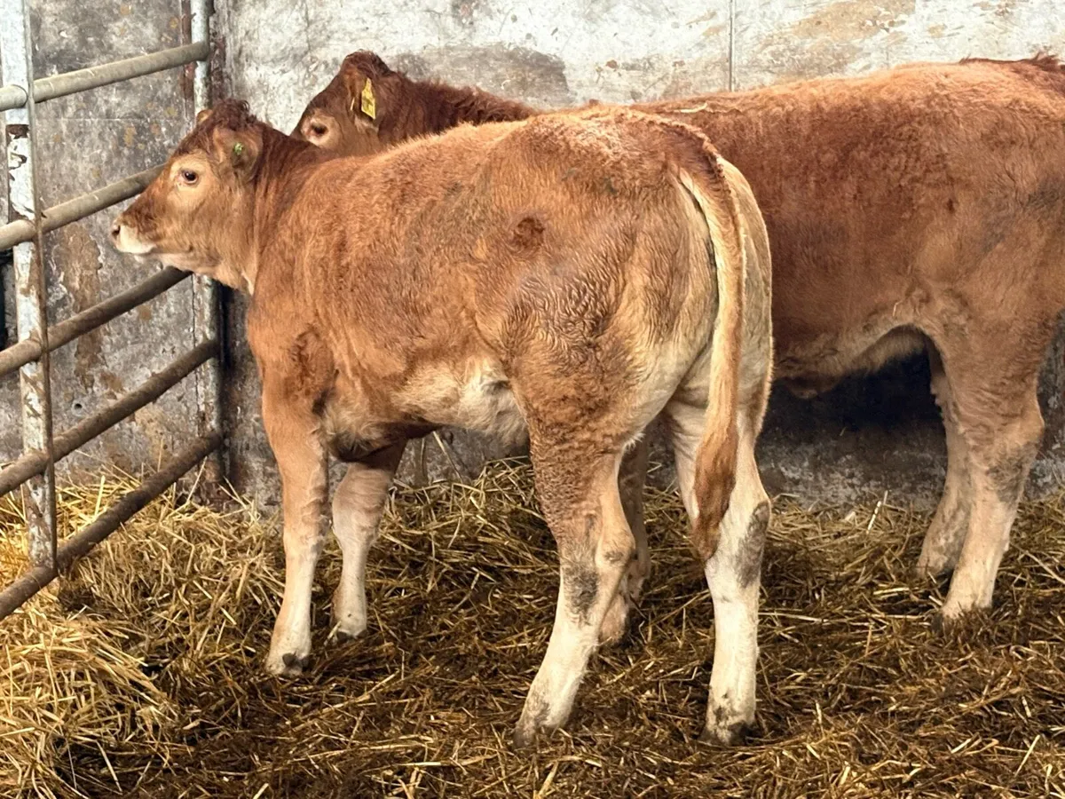 3 super limousine heifer weanlings - Image 4
