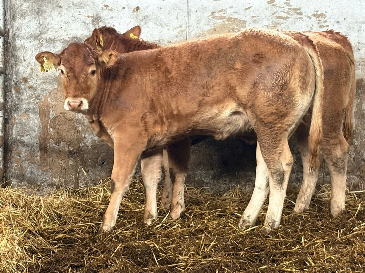 3 super limousine heifer weanlings - Image 1