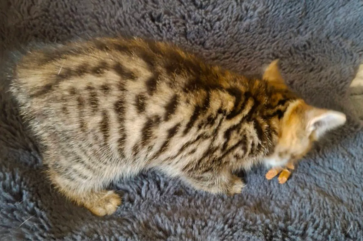 Kittens - Image 2