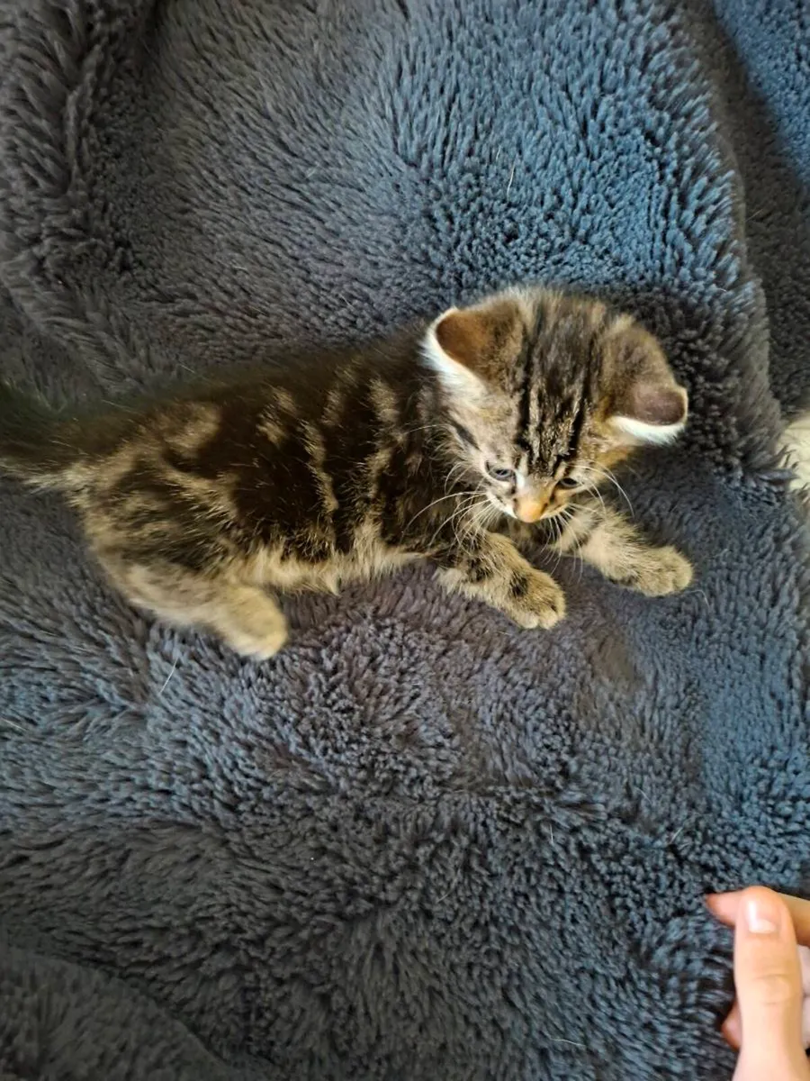 Kittens - Image 3