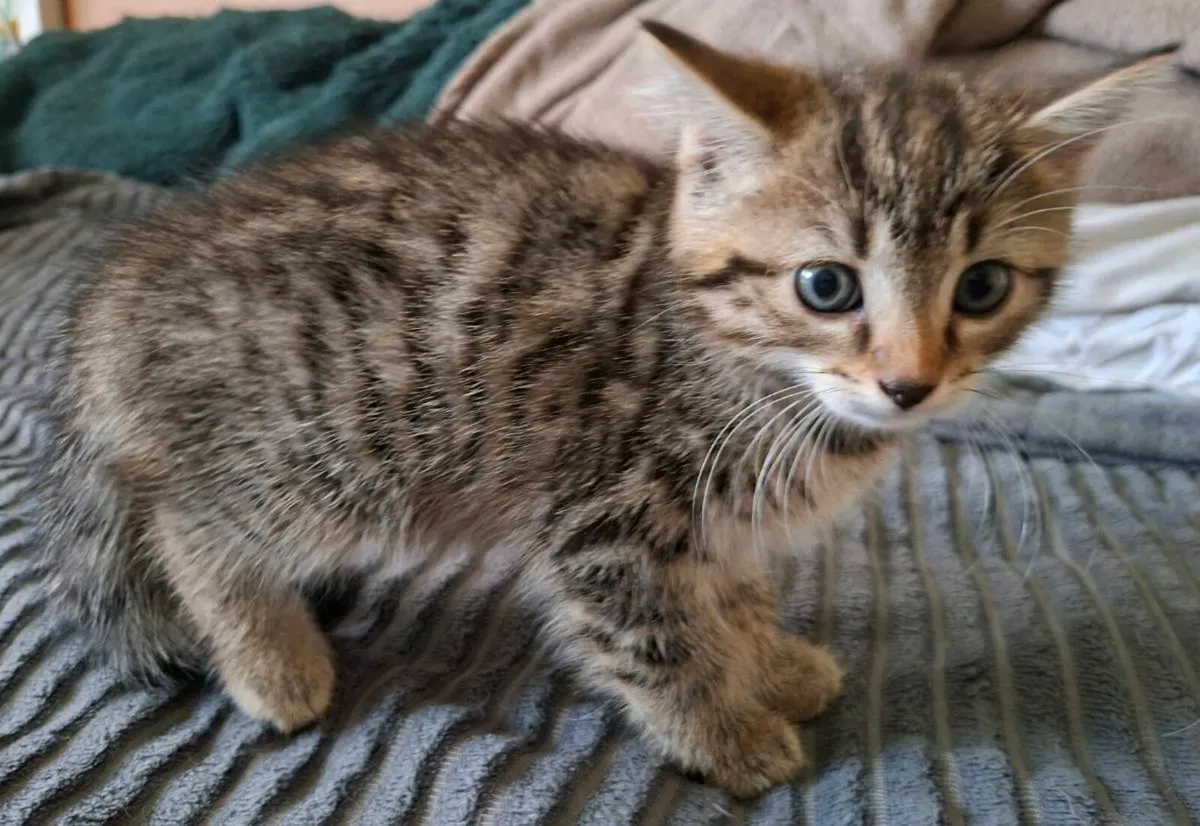 Kittens - Image 1
