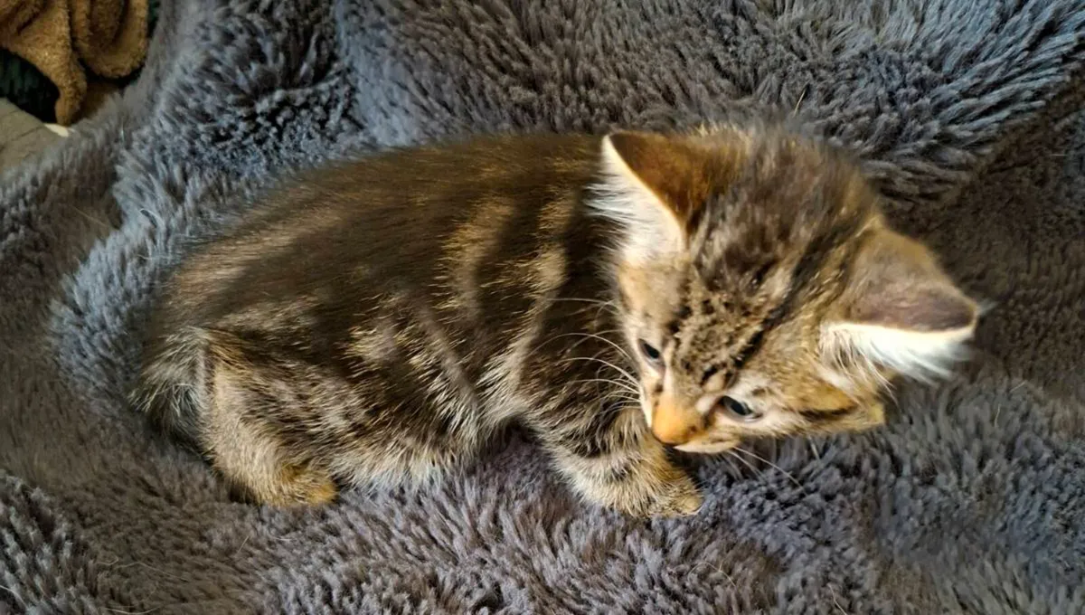 Kittens - Image 4