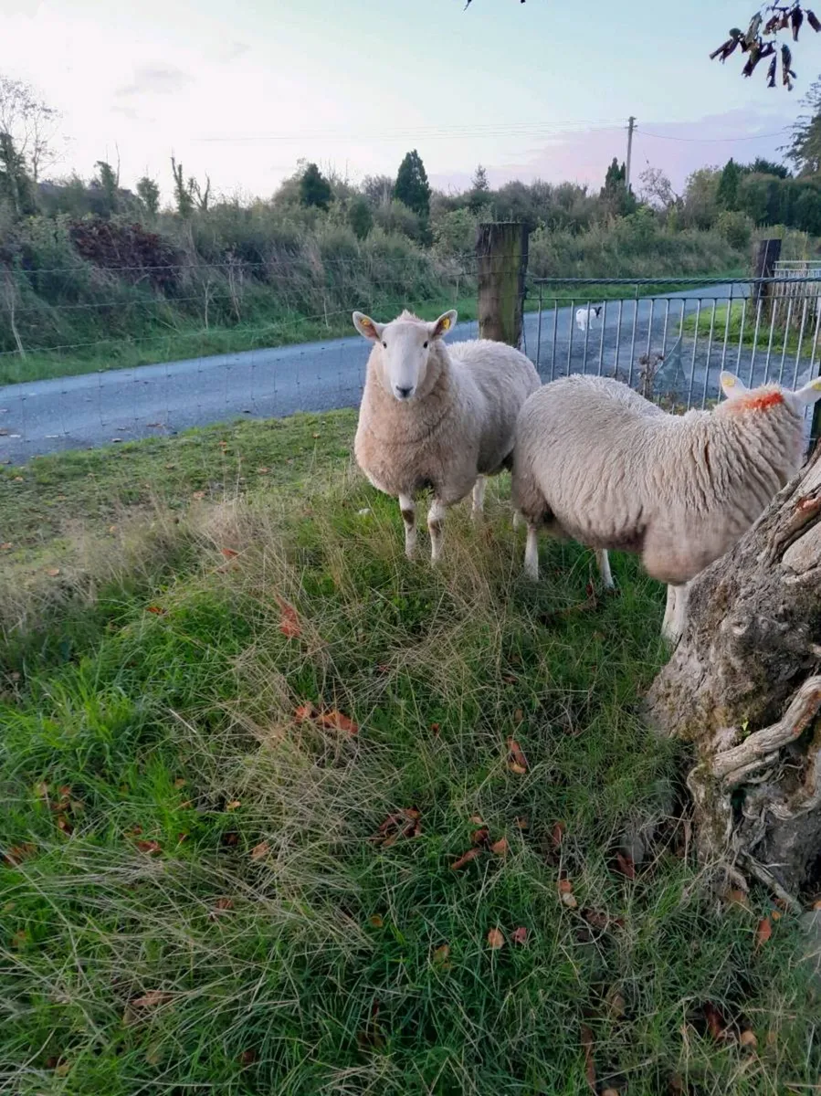 Wicklow Cheviot Ram lambs - Image 2