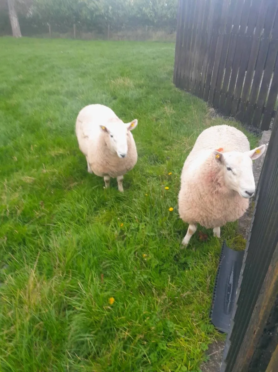 Wicklow Cheviot Ram lambs - Image 3