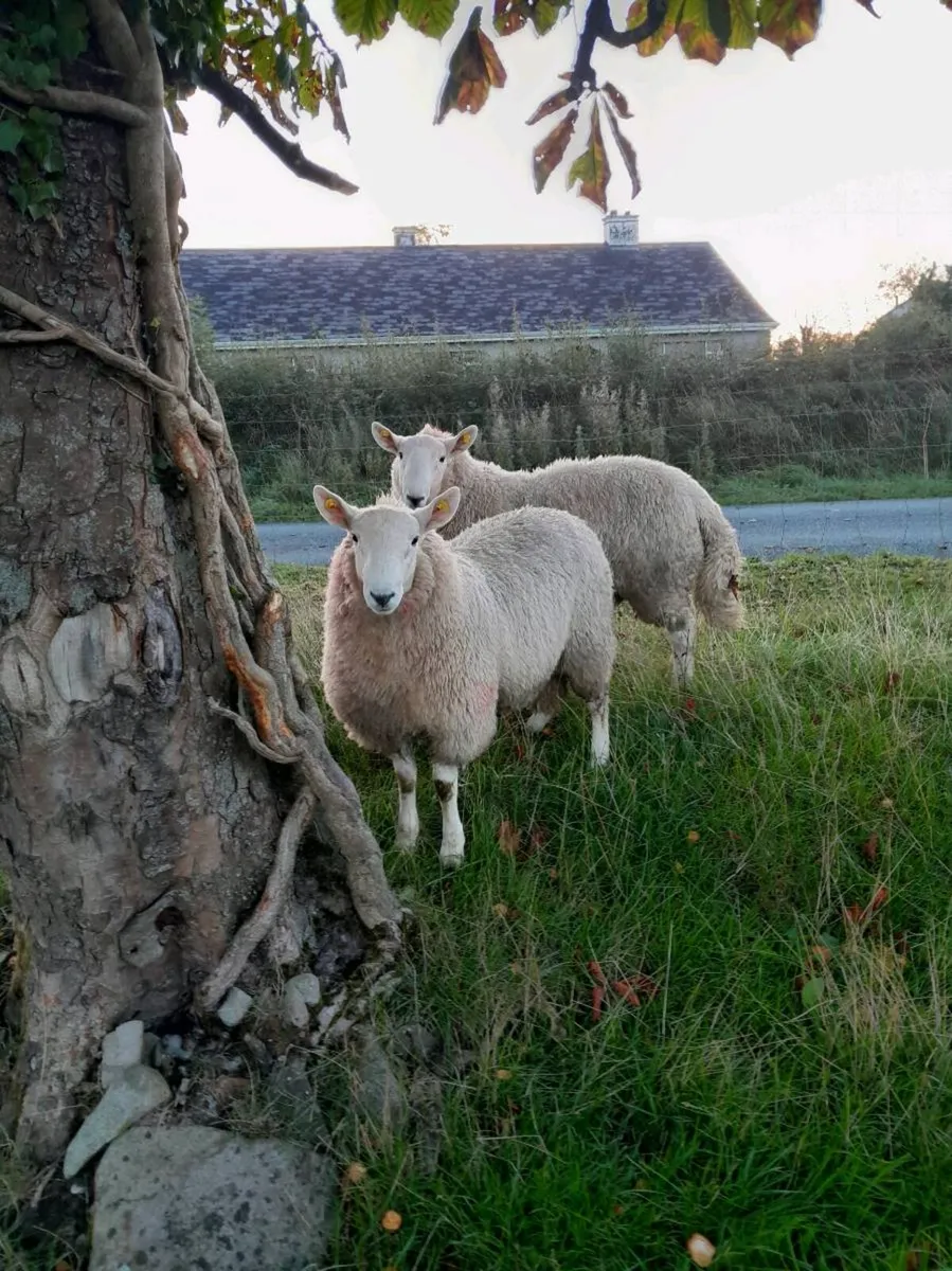 Wicklow Cheviot Ram lambs - Image 1