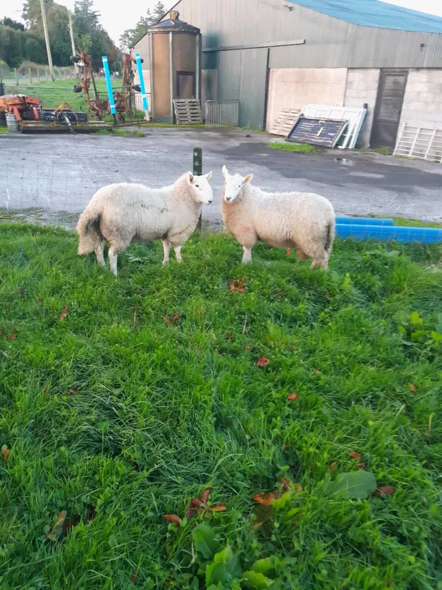 Wicklow Cheviot Ram lambs - Image 4