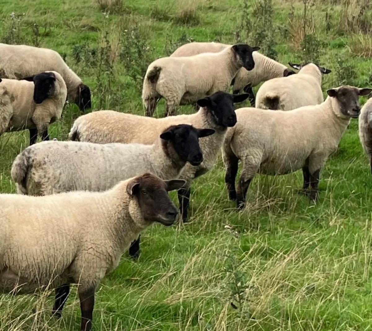 Suffolk Hoggets - Image 1