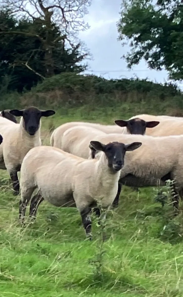 Suffolk Hoggets - Image 2