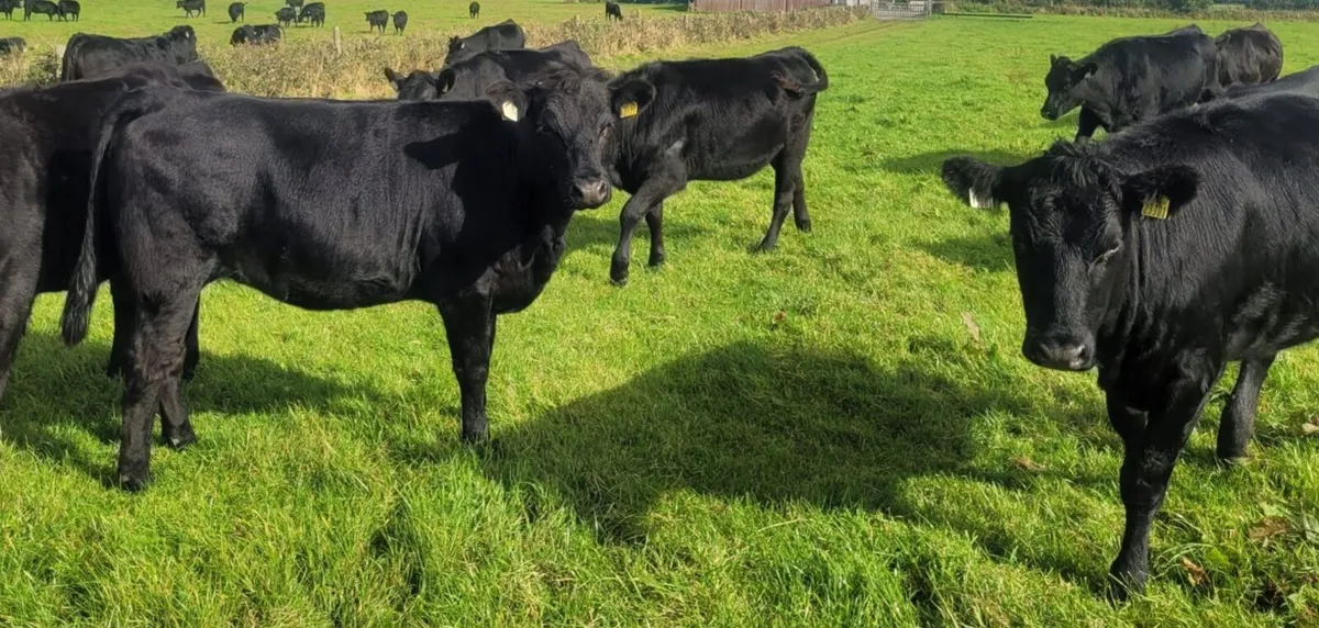 For Sale at Tuam Mart 5th October - Image 4