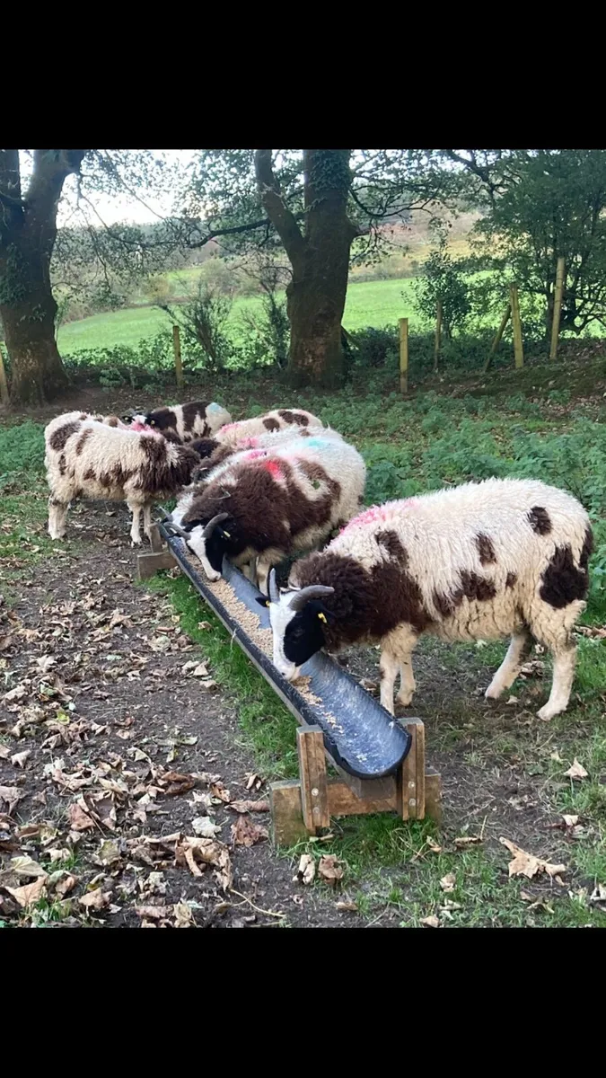Pedigree Jacob Ewe Lambs