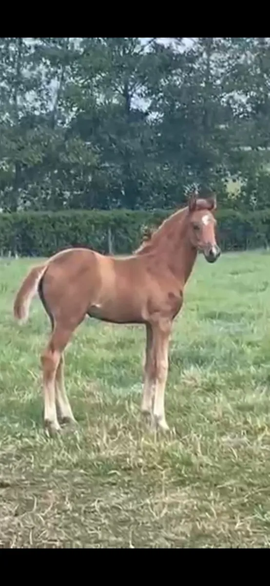 Dressage filly for sale - Image 1