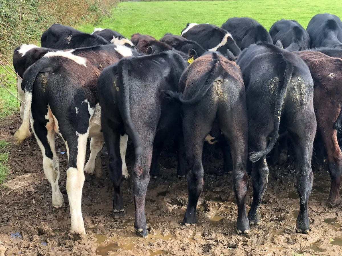AA & FR Weanlings - Image 1