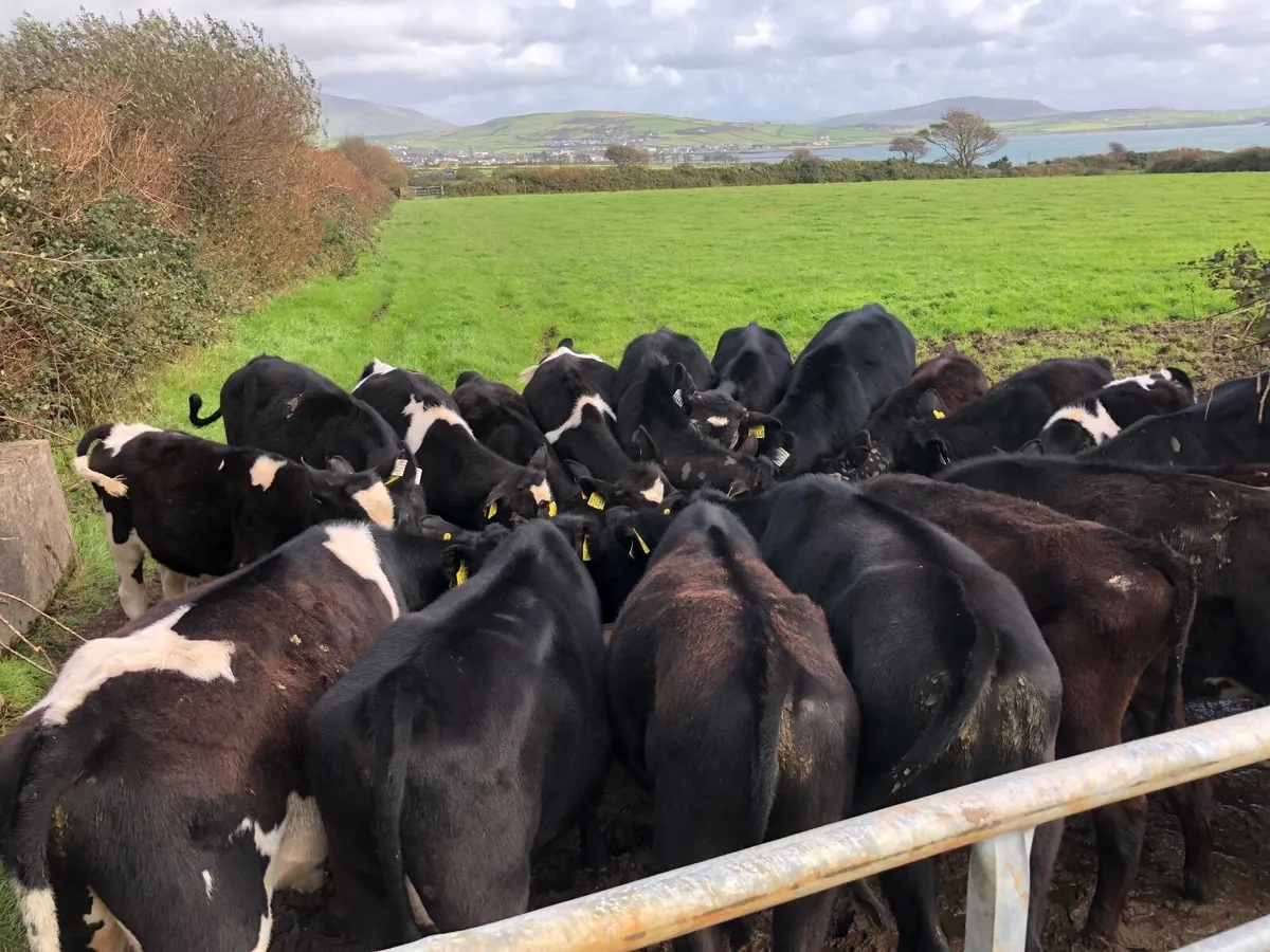 AA & FR Weanlings - Image 2