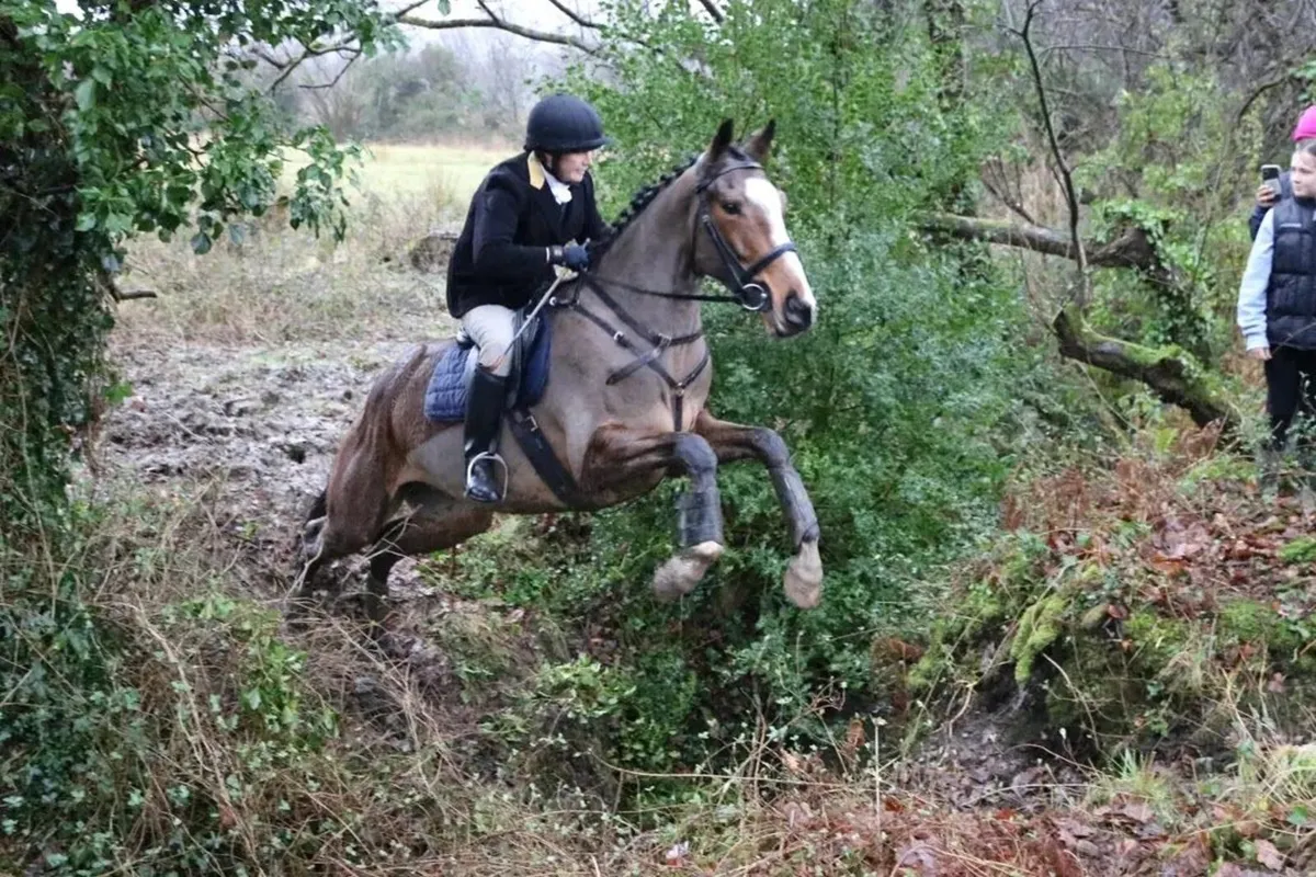 Allrounder gelding - Image 4