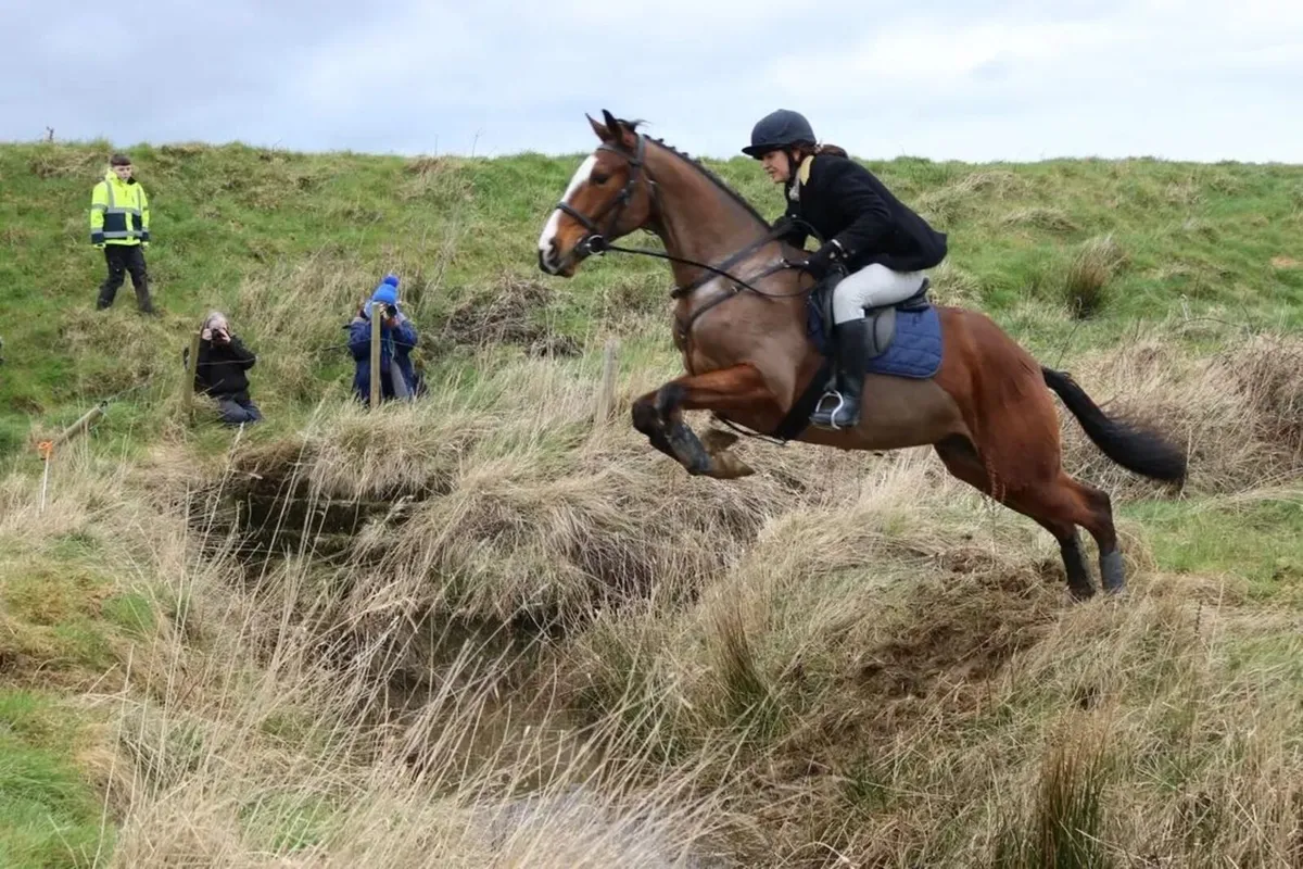 Allrounder gelding - Image 1