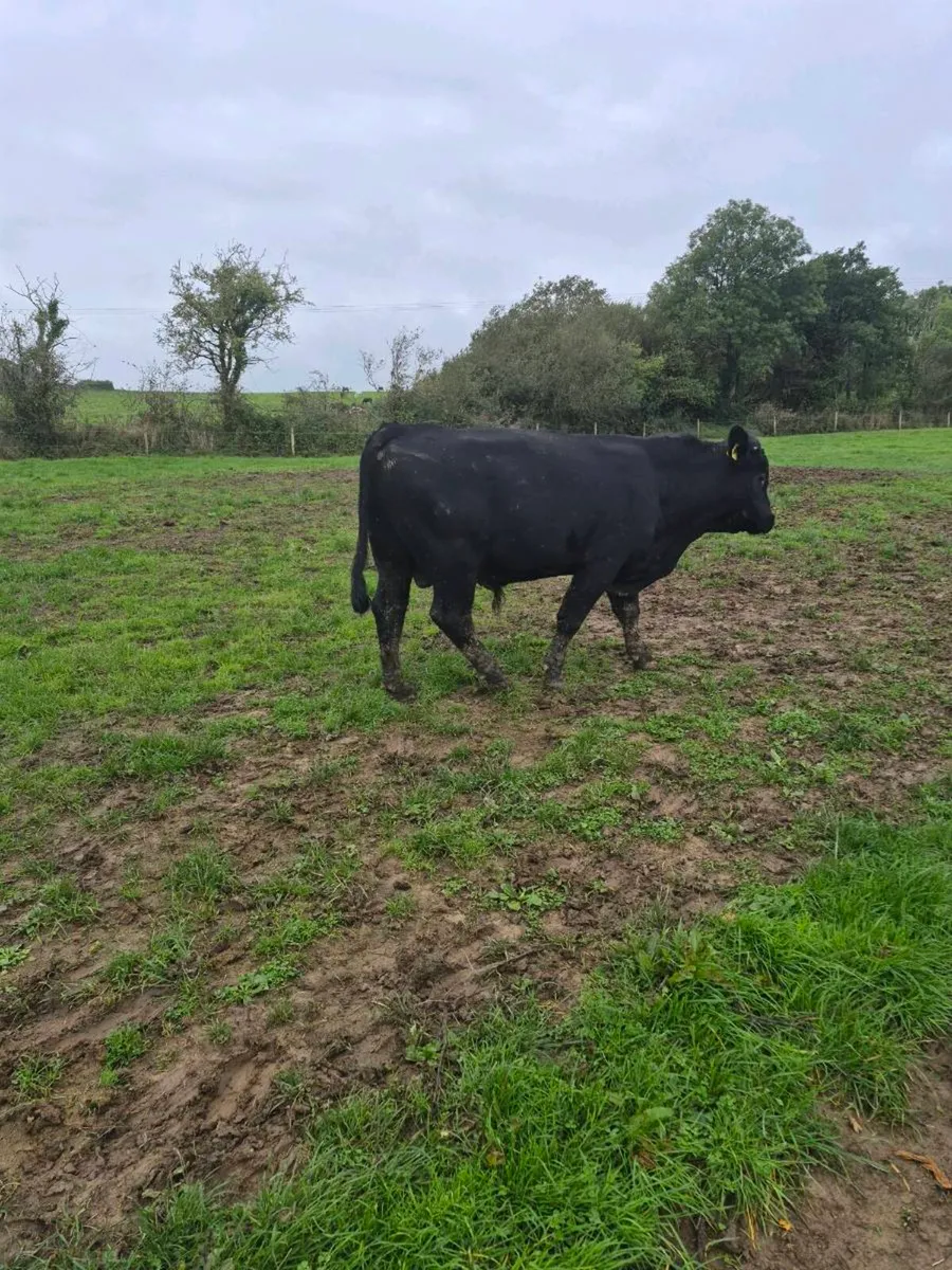 Suckles bred angus bull - Image 1