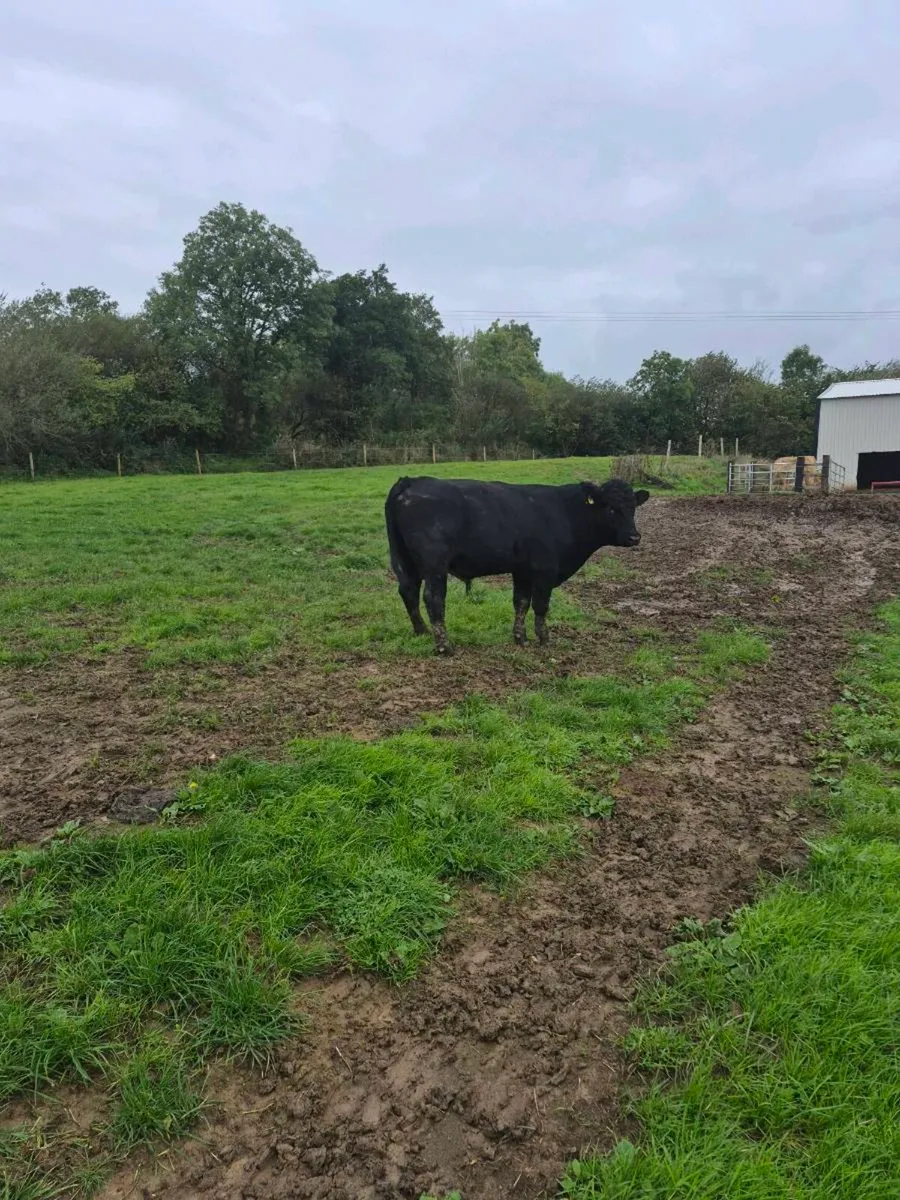 Suckles bred angus bull - Image 2