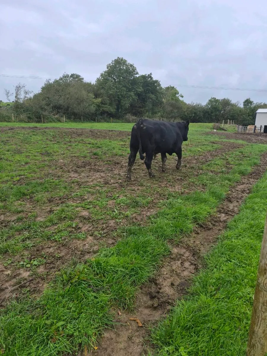 Suckles bred angus bull - Image 3