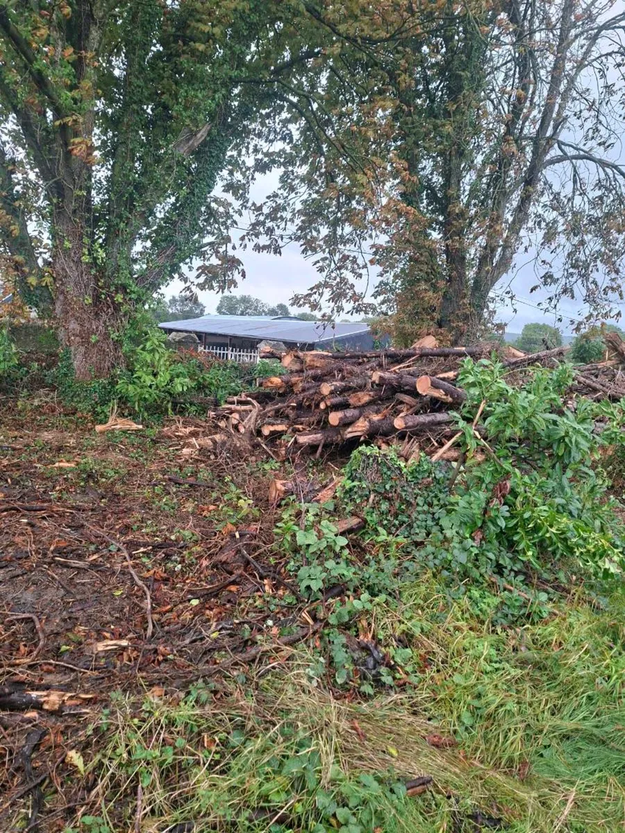 Firewood - Image 1