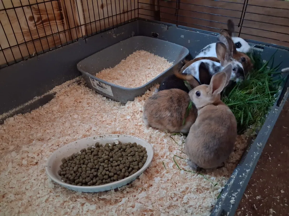 Rabbits - Image 4
