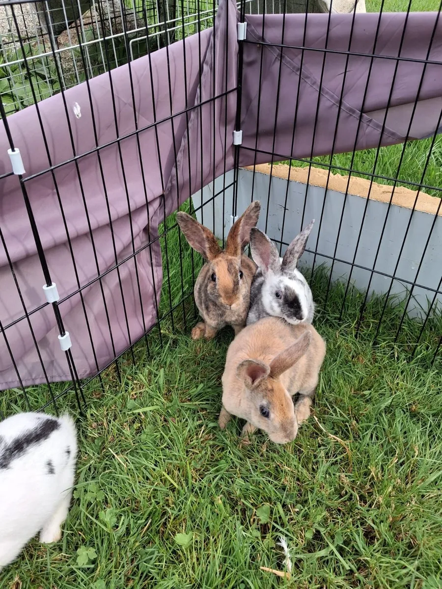 Rabbits - Image 1
