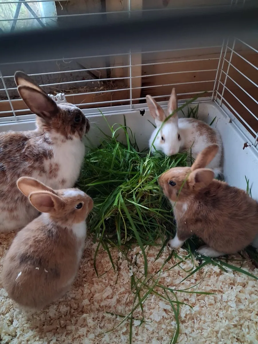 Rabbits - Image 3