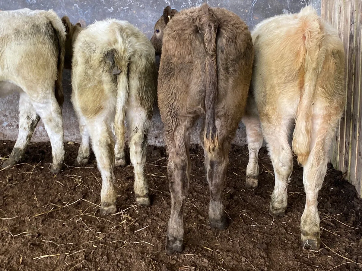 4 Super Charolais Heifer Weanlings - Image 3