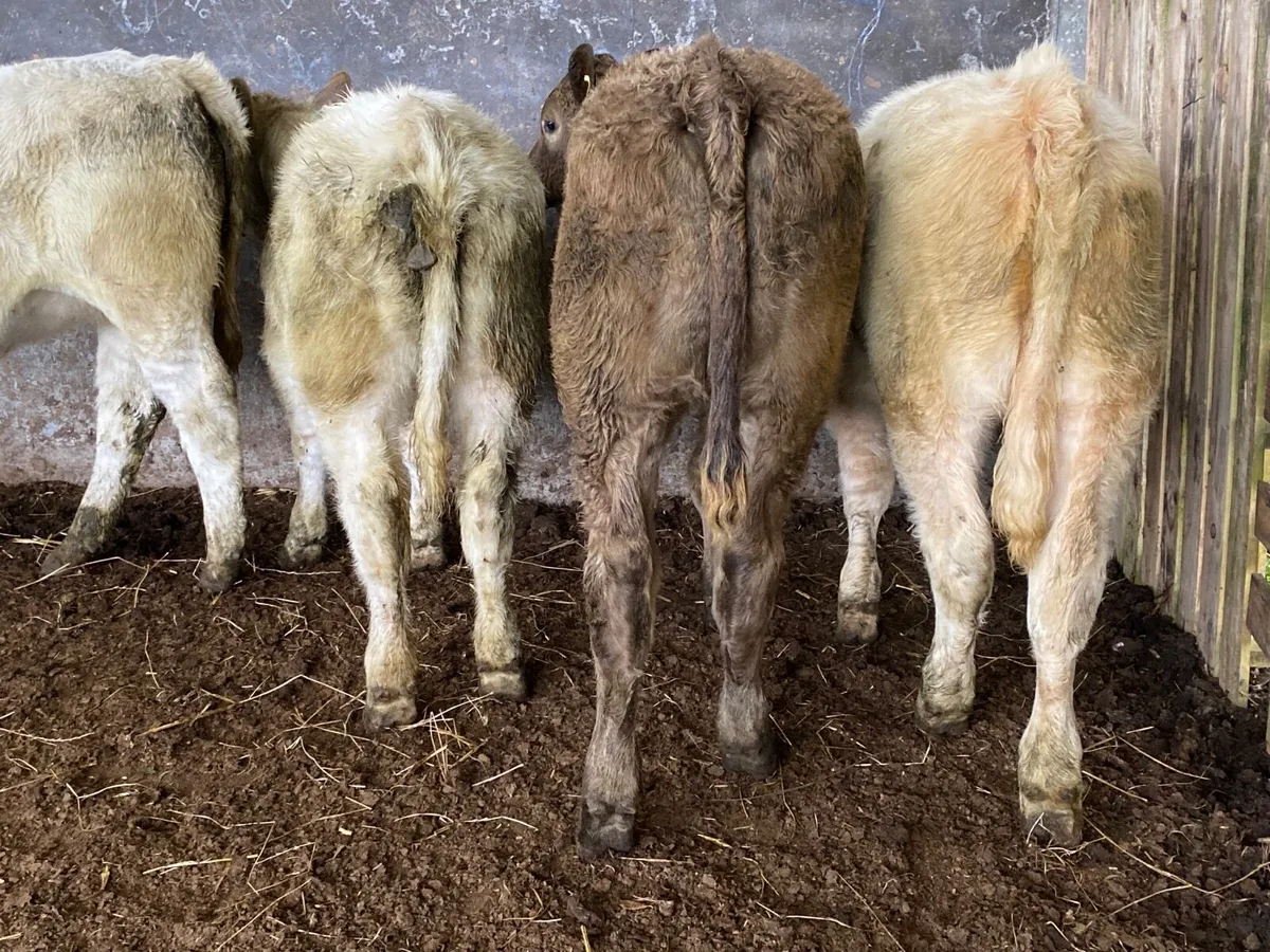4 Super Charolais Heifer Weanlings - Image 2
