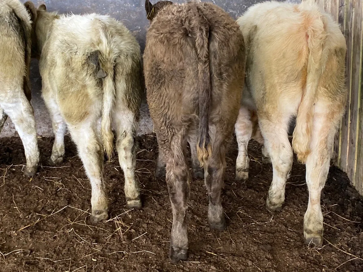 4 Super Charolais Heifer Weanlings - Image 4
