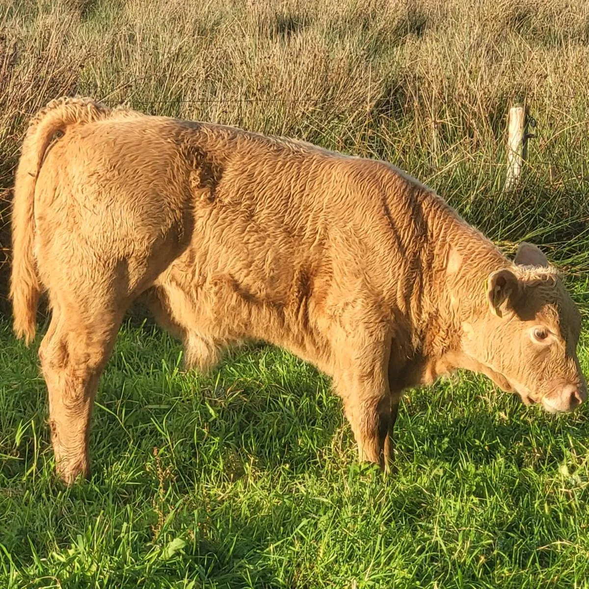 Charolais Bull Calf - Image 1