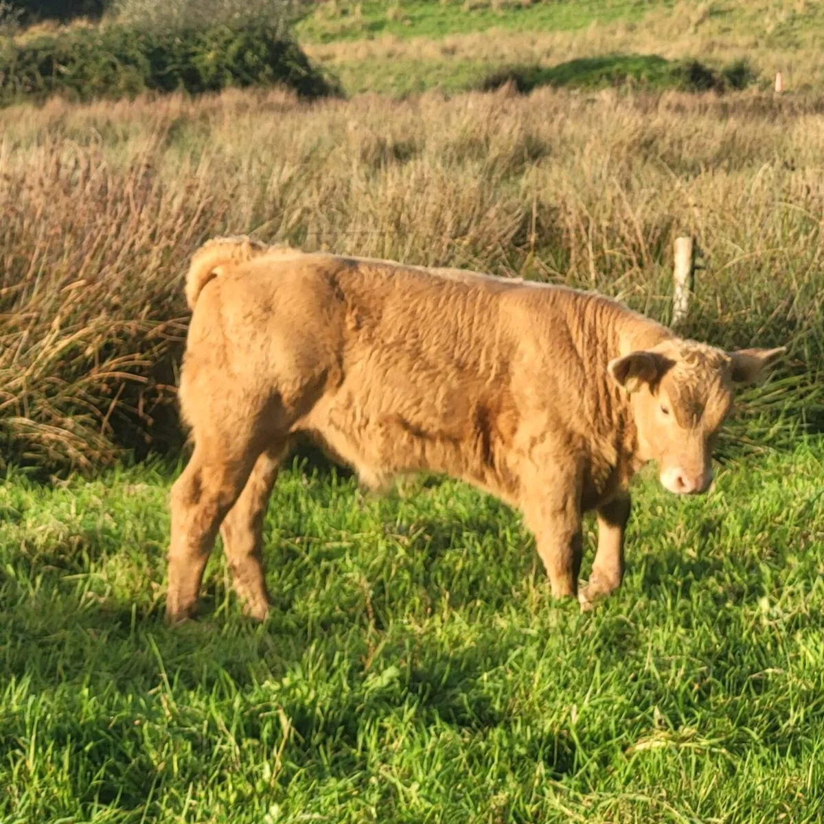 Charolais Bull Calf - Image 3
