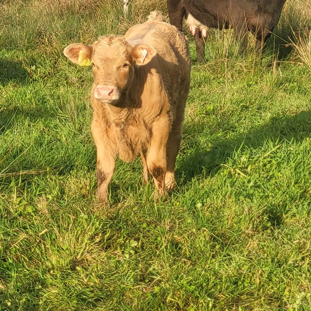 Charolais Bull Calf - Image 2