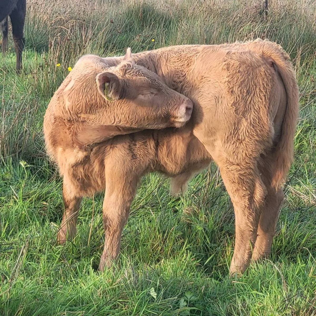 Charolais Bull Calf - Image 4