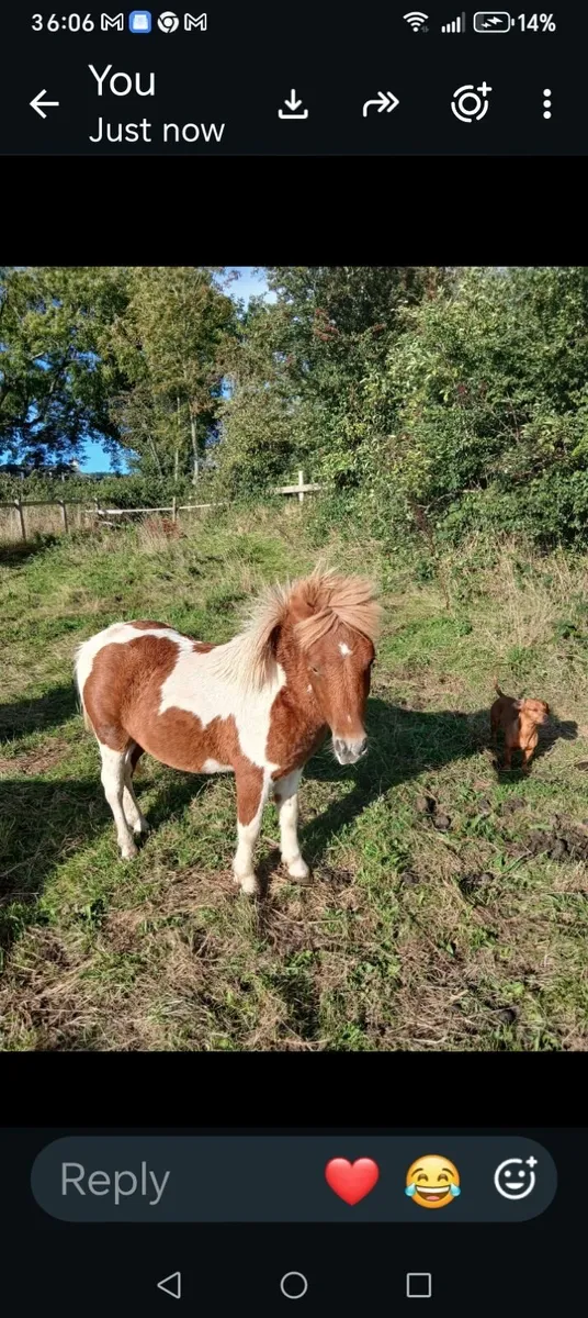 Falabela x Shetland pony - Image 1