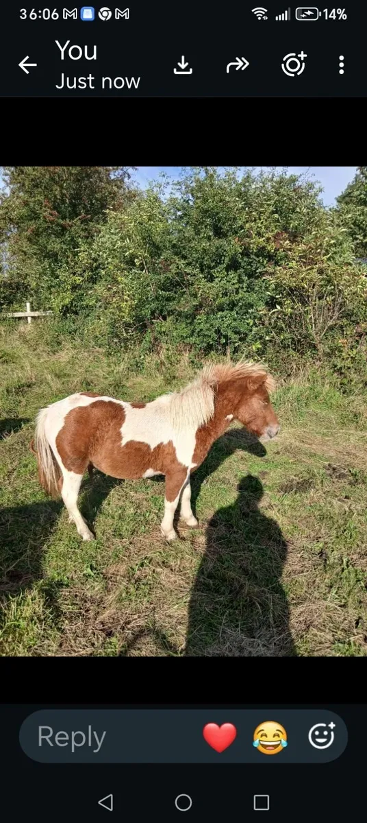 Falabela x Shetland pony - Image 2