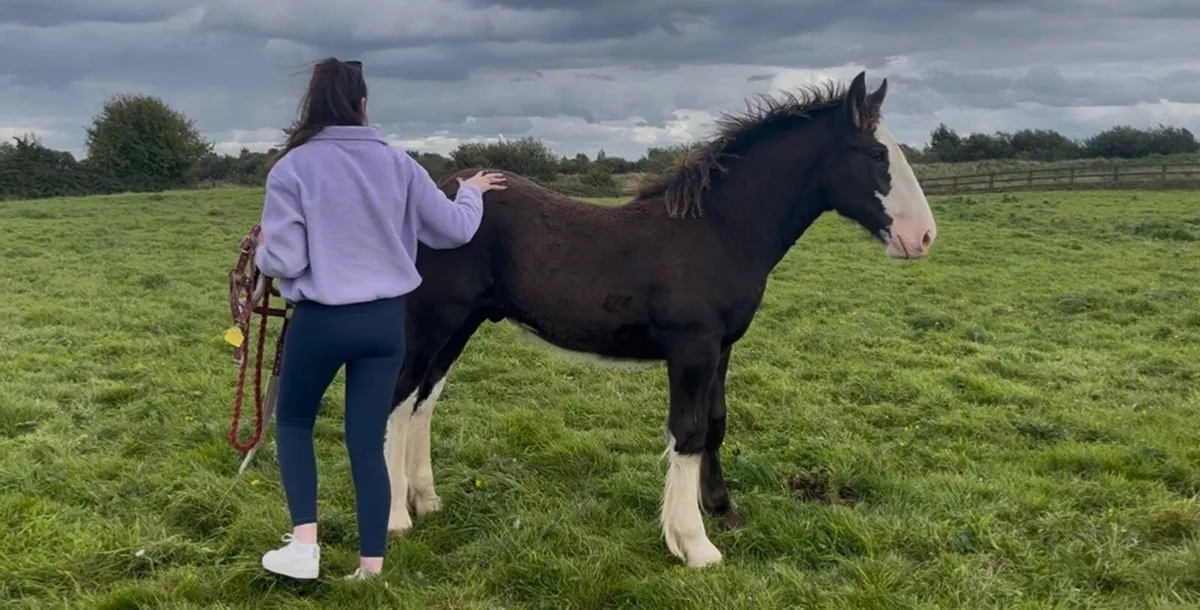 Clydesdale X Cob Colt Foal - Image 3