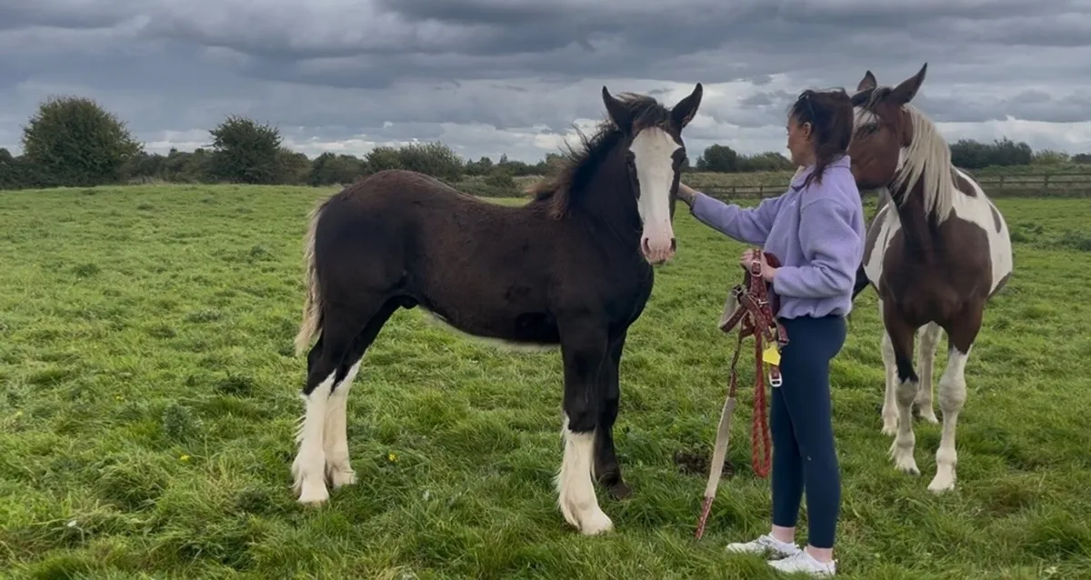 Clydesdale X Cob Colt Foal - Image 4