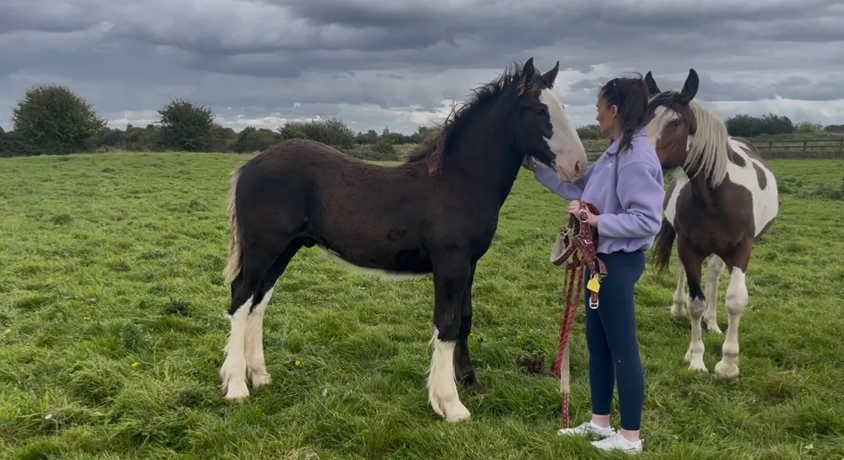 Clydesdale X Cob Colt Foal - Image 1