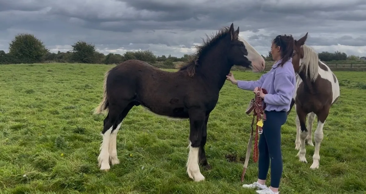 Clydesdale X Cob Colt Foal - Image 2