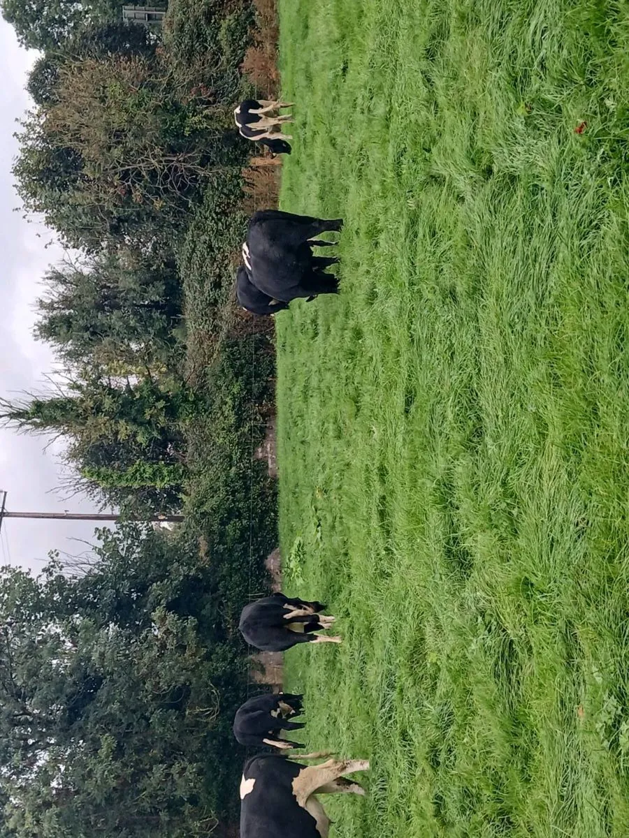 British friesian store bullocks - Image 2