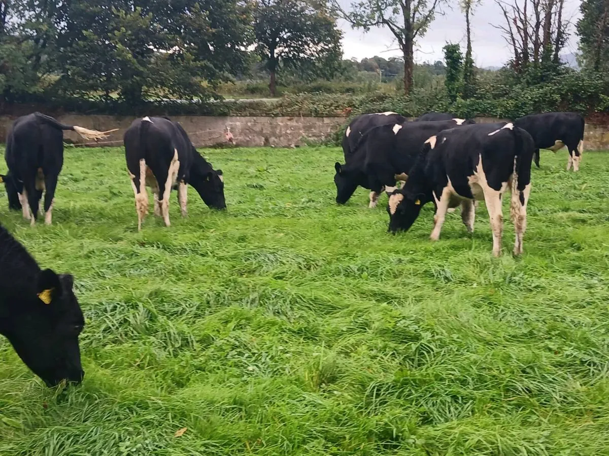 British friesian store bullocks - Image 3