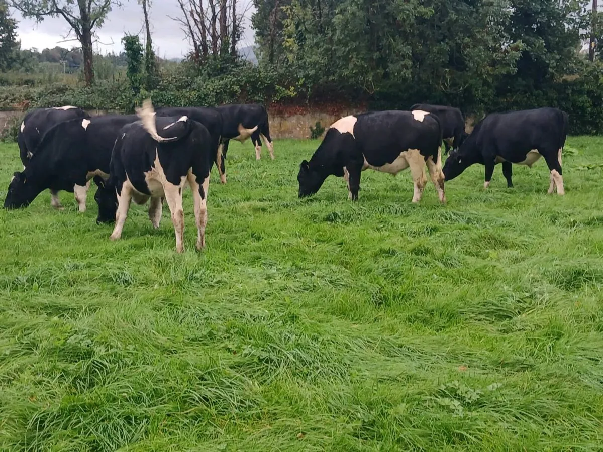 British friesian store bullocks - Image 4