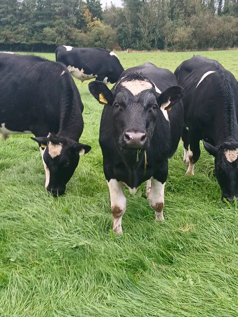 British friesian store bullocks - Image 1