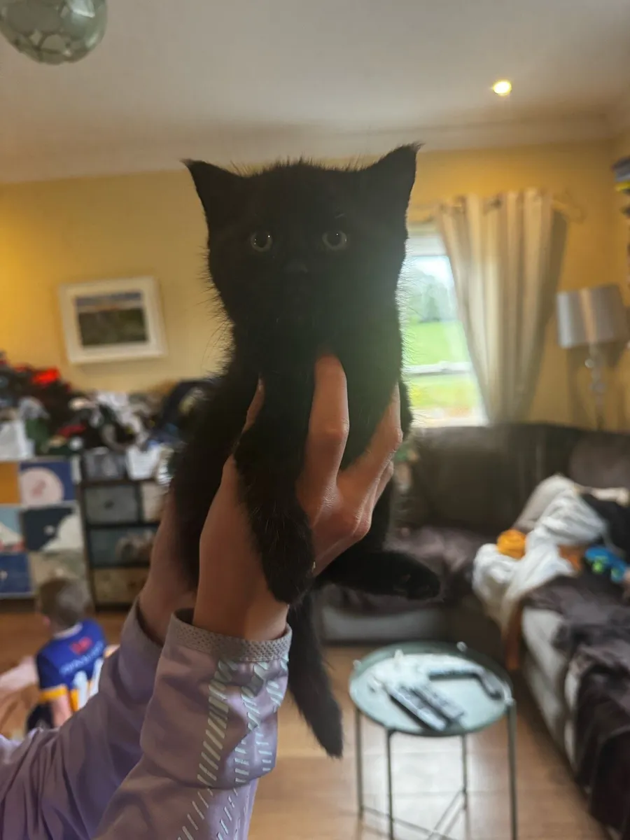 Black kittens - Image 4